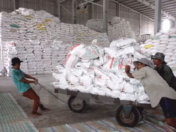  Vận chuyển gạo xuất khẩu tại công ty lương thực Long An.