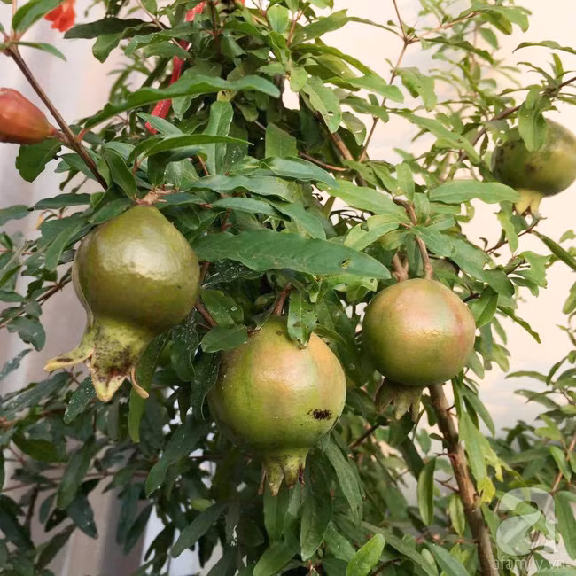 Lựu sai quả.