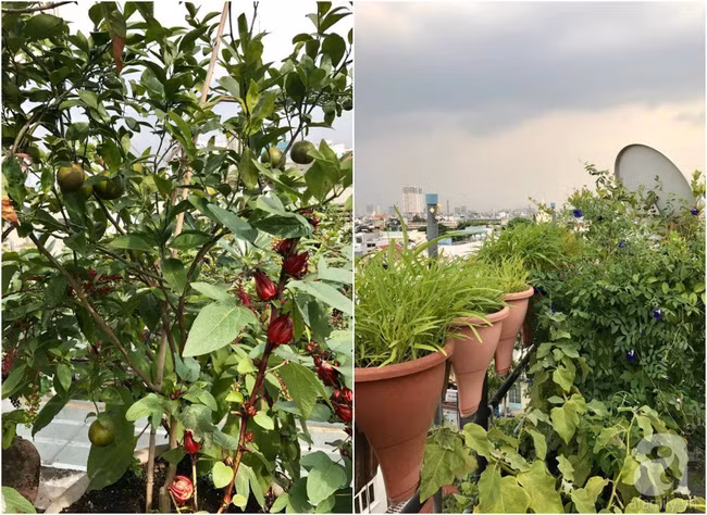 Góc nào cũng xanh tươi hoa cỏ.