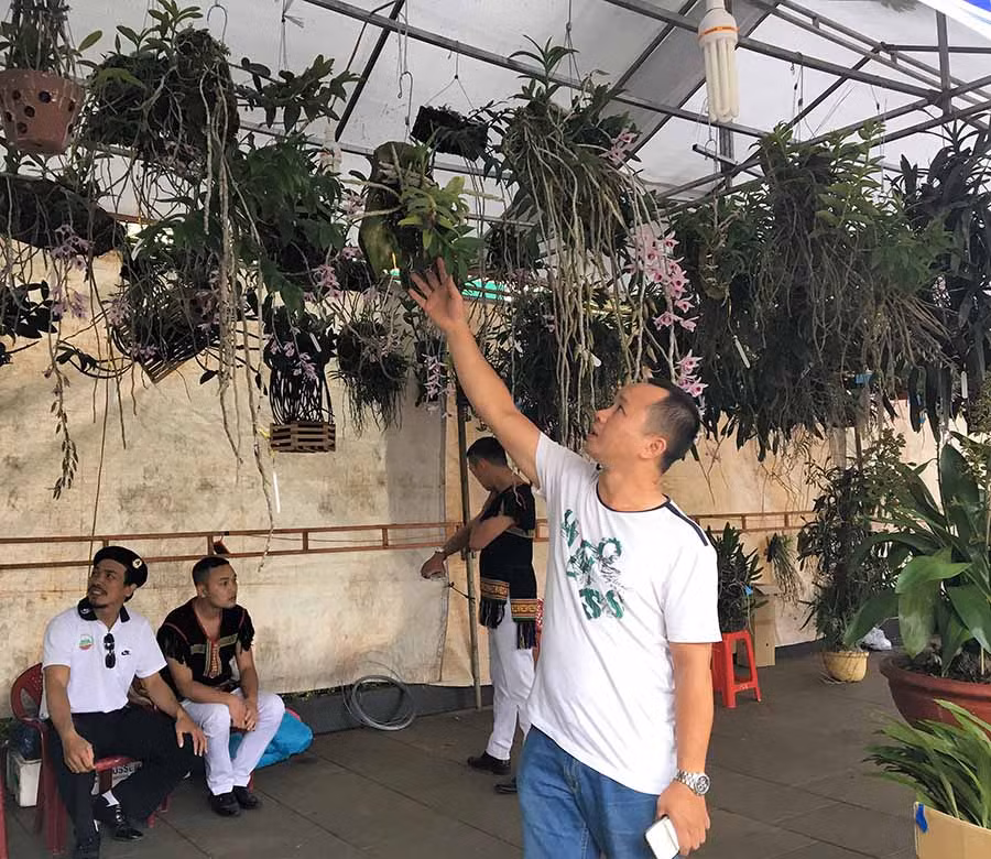 Các loài lan rừng đặc biệt được người yêu hoa lan ưa chuộng, tìm hiểu. Ảnh: P.L