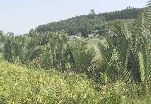 Những 