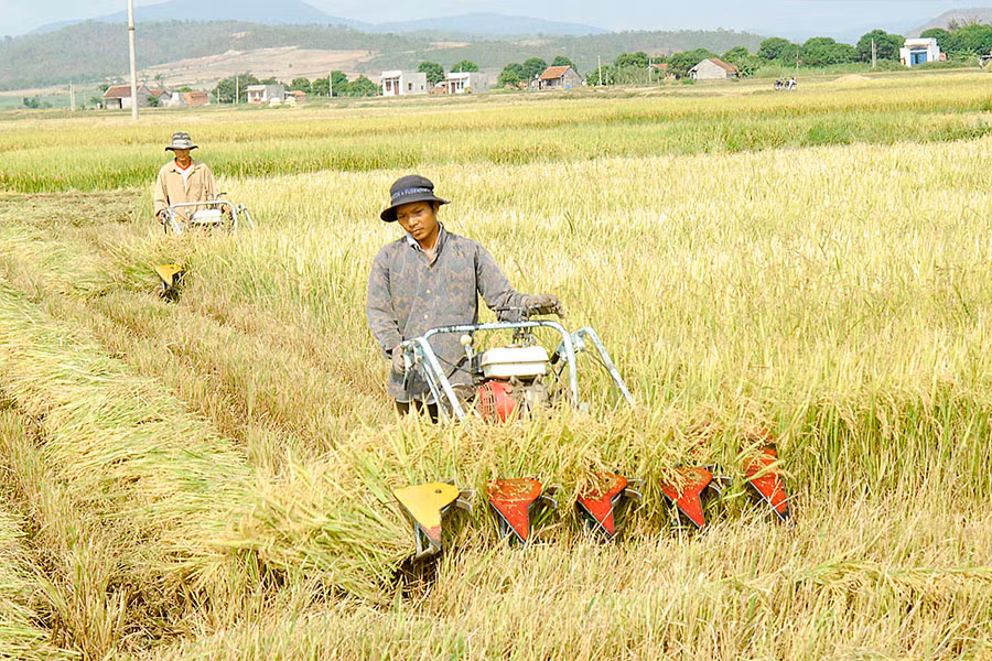 Huyện Phú Thiện đang tập trung xây dựng cánh đồng lớn. Ảnh: Đức Thụy