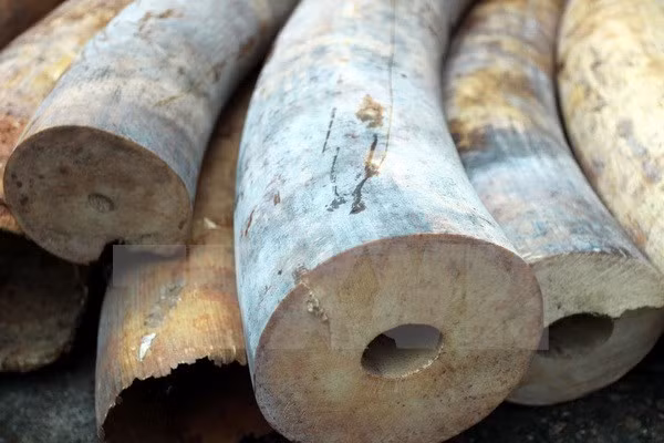 Ảnh chỉ có tính minh họa. 