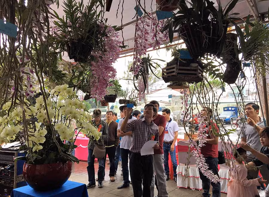 Không chỉ được ngắm, người yêu hoa còn có thể mua những giò lan hay cá thể lan về tự tay chăm sóc. Ảnh: P.L 