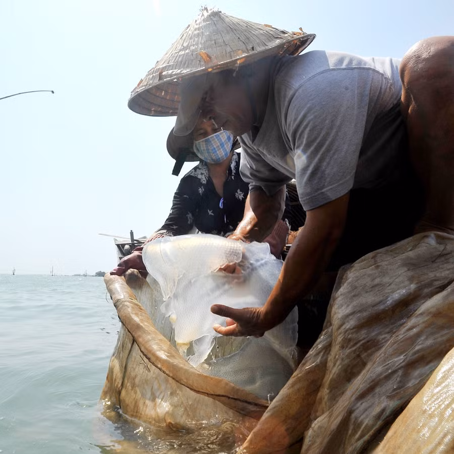  Gỡ sứa mắc lưới ngay cửa biển Thuận An. Ảnh: Lam Phong