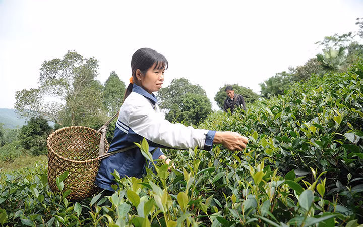 Người dân ở xã Minh Thanh, huyện Sơn Dương, Tuyên Quang, được tạo điều kiện vay vốn mở rộng diện tích trồng chè, nâng cao thu nhập. (Ảnh: Trần Hải)