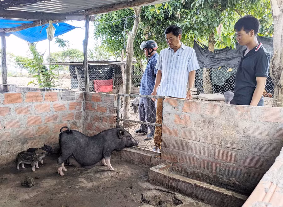 Gia đình anh Đinh Hoanh (làng Kuk Đak, xã An Thành) khấp khởi mong chờ nguồn thu nhập khá từ tiền bán heo giống. Ảnh: Thiên Di Gia đình anh Đinh Hoanh (làng Kuk Đak, xã An Thành) khấp khởi mong chờ nguồn thu nhập khá từ tiền bán heo giống. Ảnh: Thiên Di
