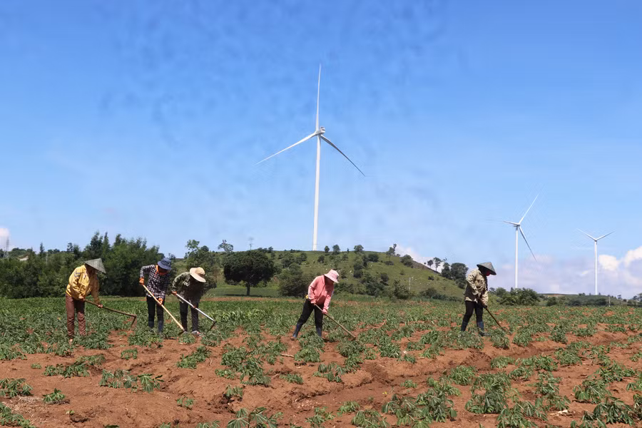  Hội viên phụ nữ làng Hle Hlang (xã Yang Trung, huyện Kông Chro) chăm sóc rẫy mì tập thể. Ảnh: Ngọc Minh
