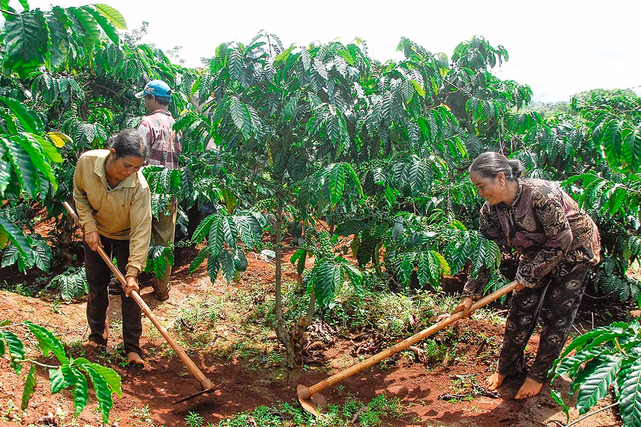 Nông dân xã Ia Dom (huyện Đức Cơ) chăm sóc vườn cà phê tái canh. Ảnh: Đức Thụy Nông dân xã Ia Dom (huyện Đức Cơ) chăm sóc vườn cà phê tái canh. Ảnh: Đức Thụy
