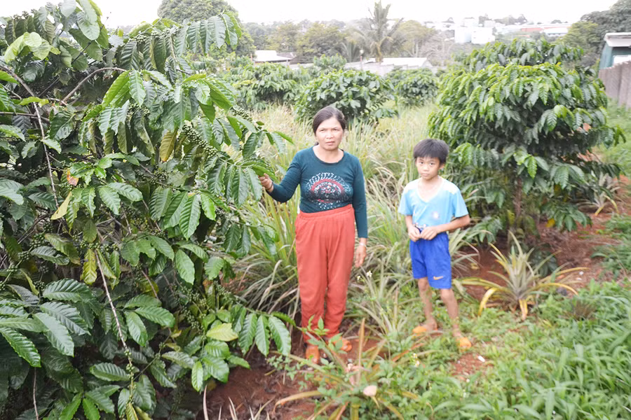  Bà Trần Thị Kim Phúc chăm sóc cà phê của gia đinh tại tổ 10, phương Ia Kring, TP. Pleiku. Ảnh: Hoàng Cư 