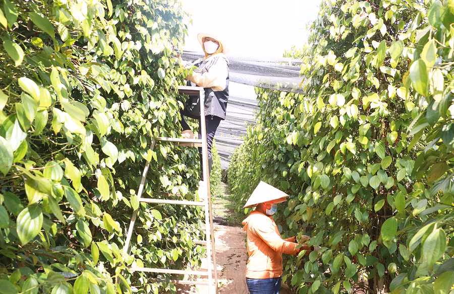 Vườn hồ tiêu của bà Nguyễn Thị Thu (thôn 3, xã Nam Yang, huyện Đak Đoa). Ảnh: Quang Tấn