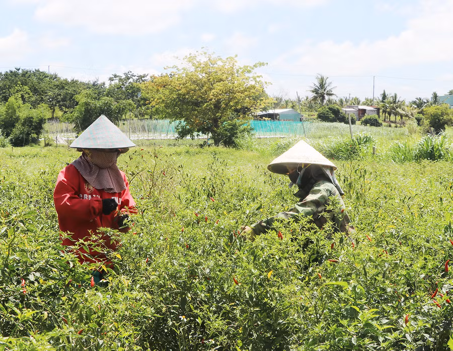  Chị Nguyễn Thị Hiền (bìa trái, tổ 4, phường An Bình, thị xã An Khê) thu hoạch ớt cuối vụ. Ảnh: Ngọc Minh