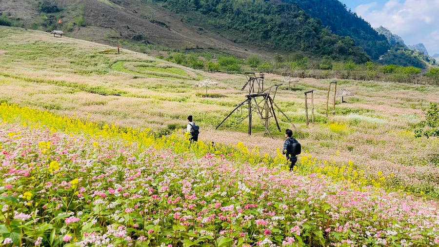 Du lịch Vân Hồ ngắm hoa Tam giác Mạch. Ảnh: dulichvanho.com