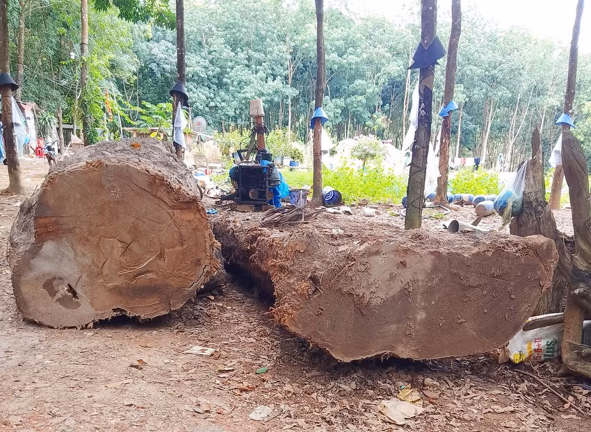  Ngoài xử phạt hành chính, ông Nam bị buộc trả lại số gỗ chiếm giữ trái phép.