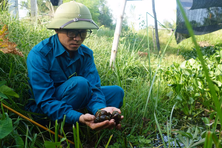 Nuôi ốc bươu đen giúp anh Sỹ có thu nhập khá. Ảnh: Phạm Đức