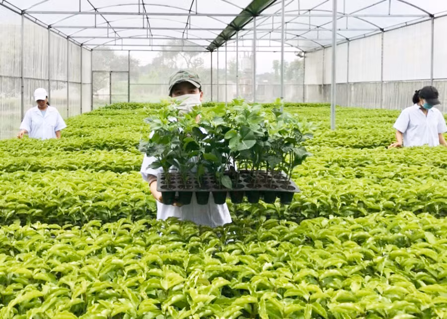  Vườn chanh dây giống của Công ty TNHH một thành viên Giống cây trồng tỉnh. Ảnh: Lê Nam