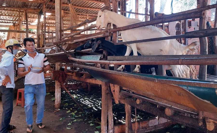 Trang trại của gia đình anh Trần Công Hải-thành viên Nông hội chăn nuôi dê xã Hnol. Ảnh: Anh Huy Trang trại của gia đình anh Trần Công Hải-thành viên Nông hội chăn nuôi dê xã Hnol. Ảnh: A.H