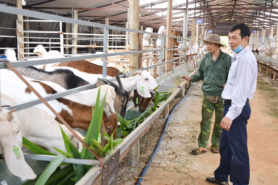  Trang trại nuôi dê của gia đình ông Hoàng Minh Đường (thôn Hòa Binh, xã Bàu Cạn, huyện Chư Prông). Ảnh: Hoàng Cư