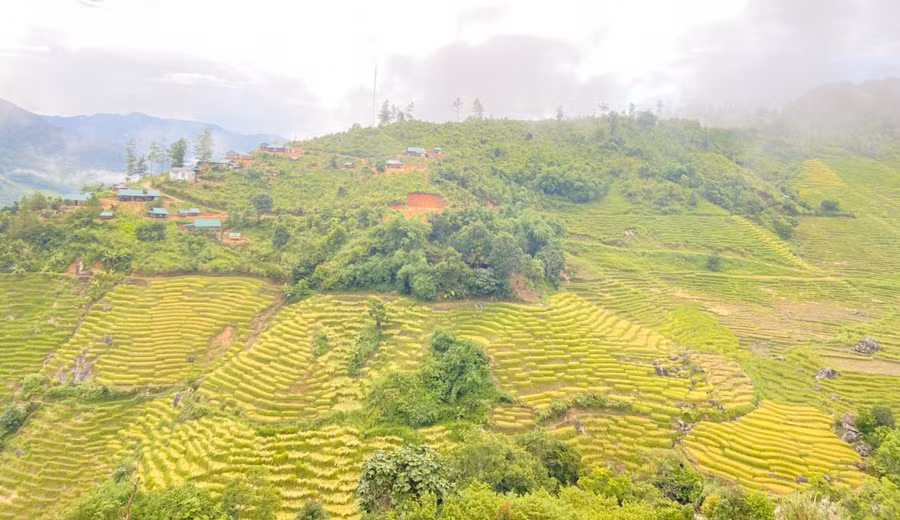 Ruộng bậc thang đang độ chín. Ảnh: HT Ruộng bậc thang đang độ chín. Ảnh: HT