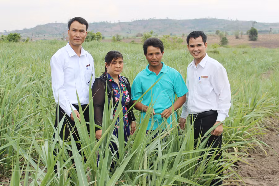 Vợ chồng anh Gió (ở giữa) giới thiệu diện tích mía vừa được mở rộng. Ảnh: T.U