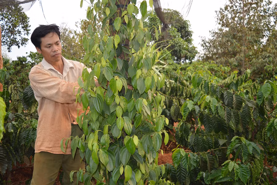 Ông Trần Văn Quế có thu nhập hàng tỷ đồng mỗi năm từ cà phê và hồ tiêu. Ảnh. Đ.Y