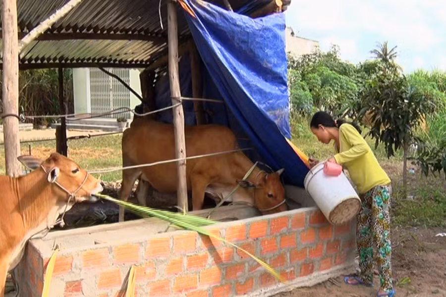  Nhiều hộ dân xã Thành An đã thoát nghèo nhờ được hỗ trợ bò từ chương trình nông thôn mới. Ảnh: H.T