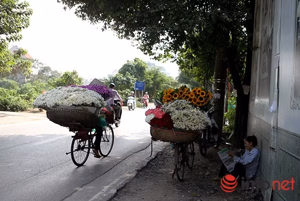 Nhiều góc phố Hà Nội vào thời điểm này trở nên nhẹ nhàng bởi sắc trắng của cúc hoạ mi mang lại. Nhiều góc phố Hà Nội vào thời điểm này trở nên nhẹ nhàng bởi sắc trắng của cúc hoạ mi mang lại.