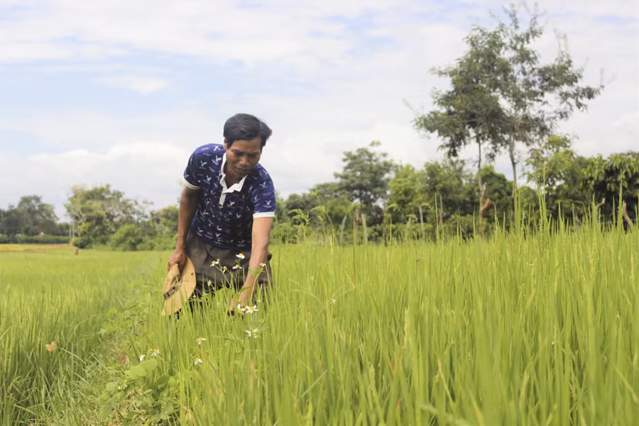 Năng suất lúa của mô hình cánh đồng liên kết cao hơn hẳn so với cách canh tác cũ của đồng bào dân tộc thiểu số. Ảnh: Đ.H Năng suất lúa của mô hình cánh đồng liên kết cao hơn hẳn so với cách canh tác cũ của đồng bào dân tộc thiểu số. Ảnh: Đ.H