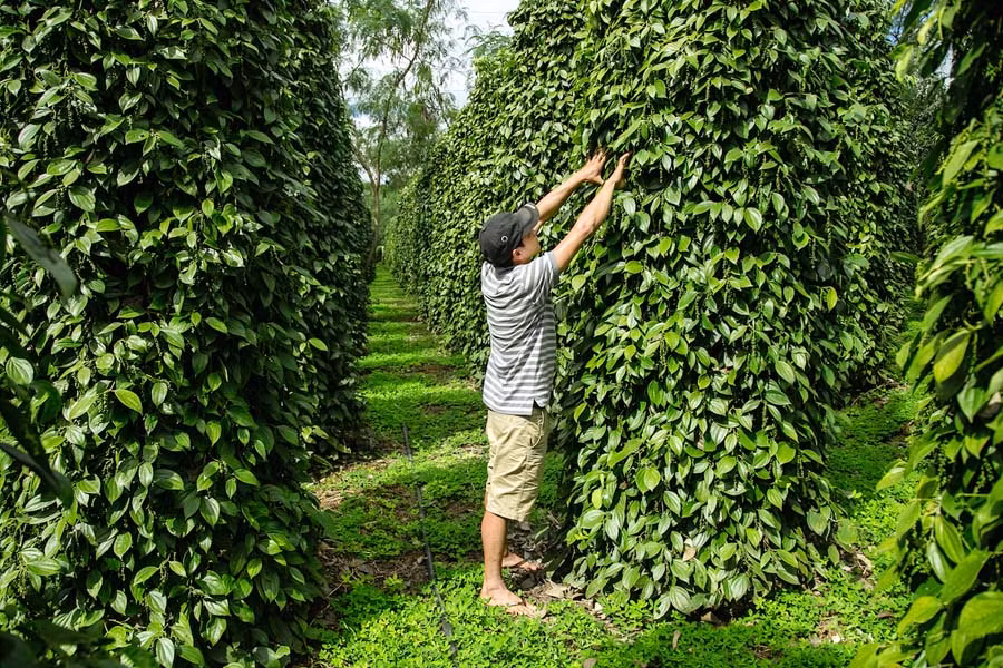 Anh Lâm bên vườn tiêu xanh và sạch của mình. Ảnh: Nguyễn Linh Vinh Quốc Anh Lâm bên vườn tiêu xanh và sạch của mình. Ảnh: H.D