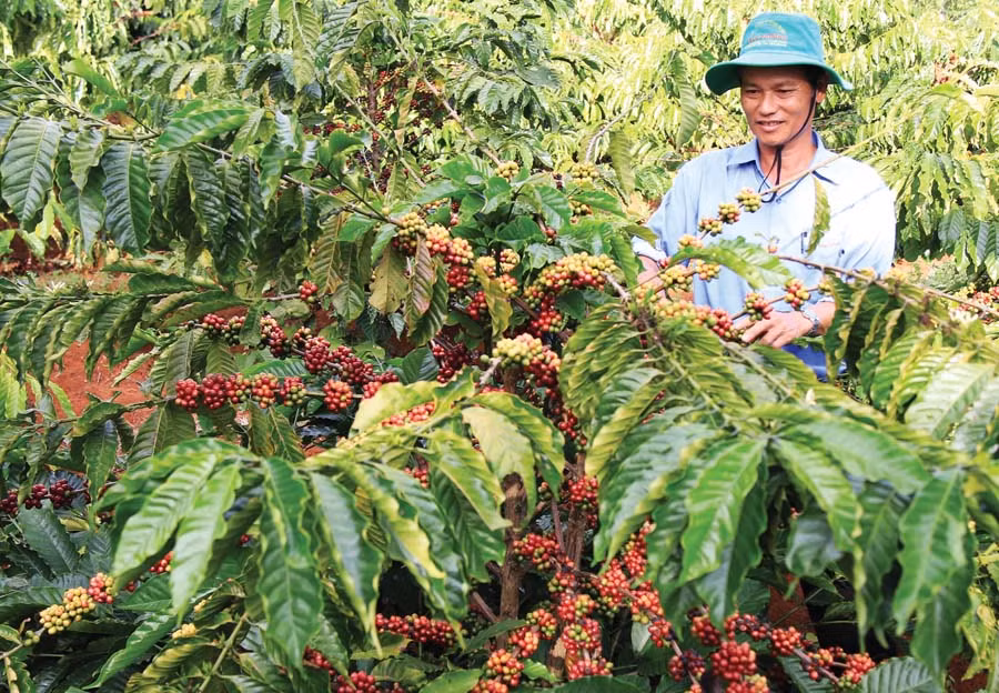  Thu hoạch cà phê. Ảnh: Quang Vũ