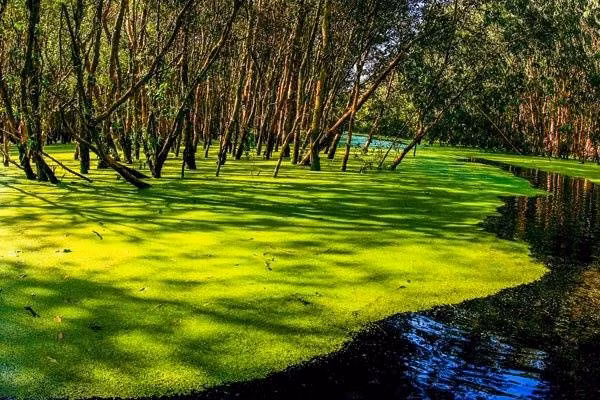 Rừng tràm Trà Sư: Khu rừng nằm ở xã Văn Giáo, huyện Tịnh Biên, tỉnh An Giang. Đây là rừng ngập nước tiêu biểu cho vùng tây sông Hậu với hệ sinh thái đa dạng và cảnh quan thiên nhiên tuyệt đẹp.