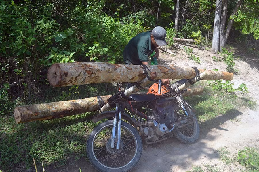 Lâm tặc dùng xe máy độ chế chở gỗ lậu tại khu vực hồ Ia Mlah (huyện Krông Pa). Ảnh: L.N