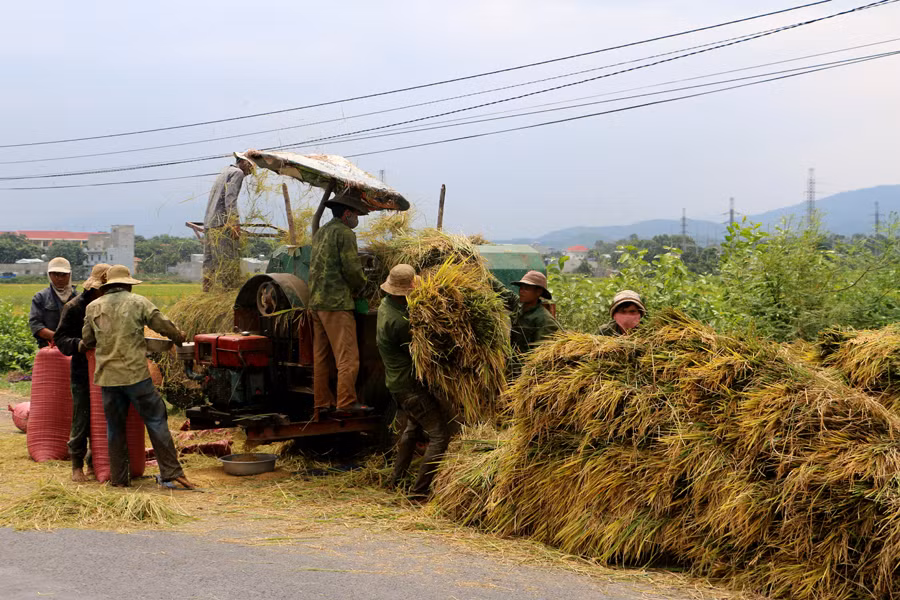 Nông dân phấn khởi nhờ lúa được mùa, được giá. Ảnh: Q.T