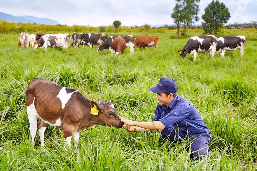  Chăm sóc bò sữa ở Trang trại bò sữa Organic của Vinamilk ở Lâm Đồng. Ảnh: Hoàng Liêm