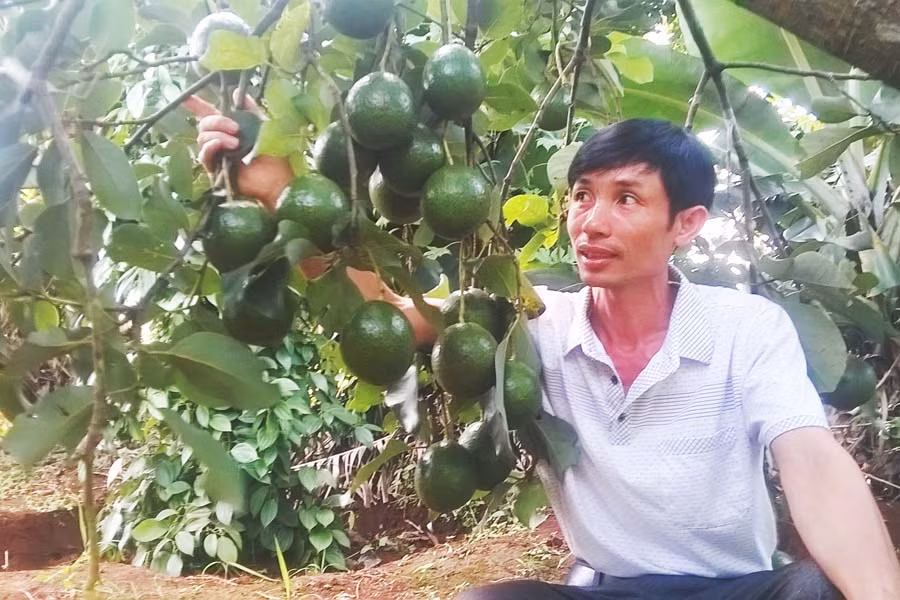  Cây bơ Booth cho thu hoạch với năng suất cao, giá ổn định. Ảnh: Ngọc Thu