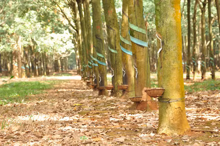 Nếu không vội, hãy dành chút thời gian dạo chơi trong những cánh rừng cao su.