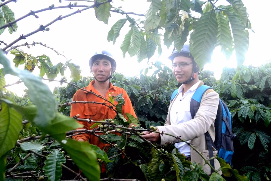 Cà phê của người dân thôn Tân Lập trồng tại thôn Blo bị trộm tuốt sạch khi trái vẫn còn xanh. Ảnh: Q.T Cà phê của người dân thôn Tân Lập trồng tại thôn Blo bị trộm tuốt sạch khi trái vẫn còn xanh. Ảnh: Q.T