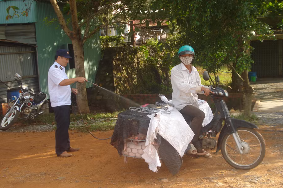 Trạm Kiểm dịch động vật Song An thực hiện tiêu độc, khử trùng cho gia súc. Ảnh: N.D Trạm Kiểm dịch động vật Song An thực hiện tiêu độc, khử trùng cho gia súc. Ảnh: N.D