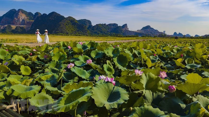 Những cánh đồng sen mênh mông, trải dài trên những cánh đồng vùng đất cố đô Ninh Bình. (Ảnh: Minh Đức/TTXVN) Những cánh đồng sen mênh mông, trải dài trên những cánh đồng vùng đất cố đô Ninh Bình. (Ảnh: Minh Đức/TTXVN)