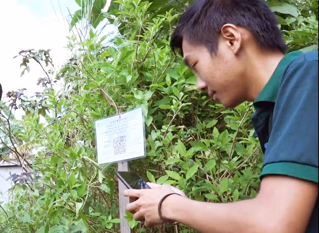 Dù không có chuyên ngành chính là công nghệ thông tin nhưng với đam mê của mình với cây thuốc nam, Thuận đã mày mò học hỏi. Ảnh: M.A.