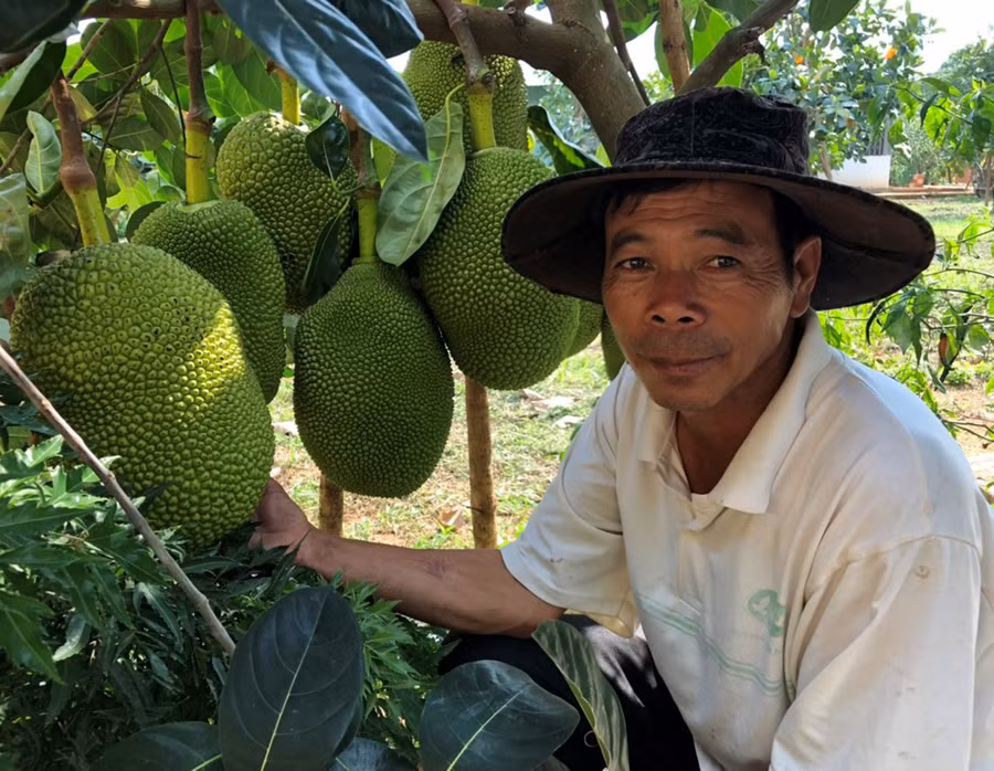  Ông Đặng Thanh Vân (thị trấn Phú Hòa, huyện Chư Pah) bên cây mít Thái trồng hơn 1 năm. Ảnh: H.T