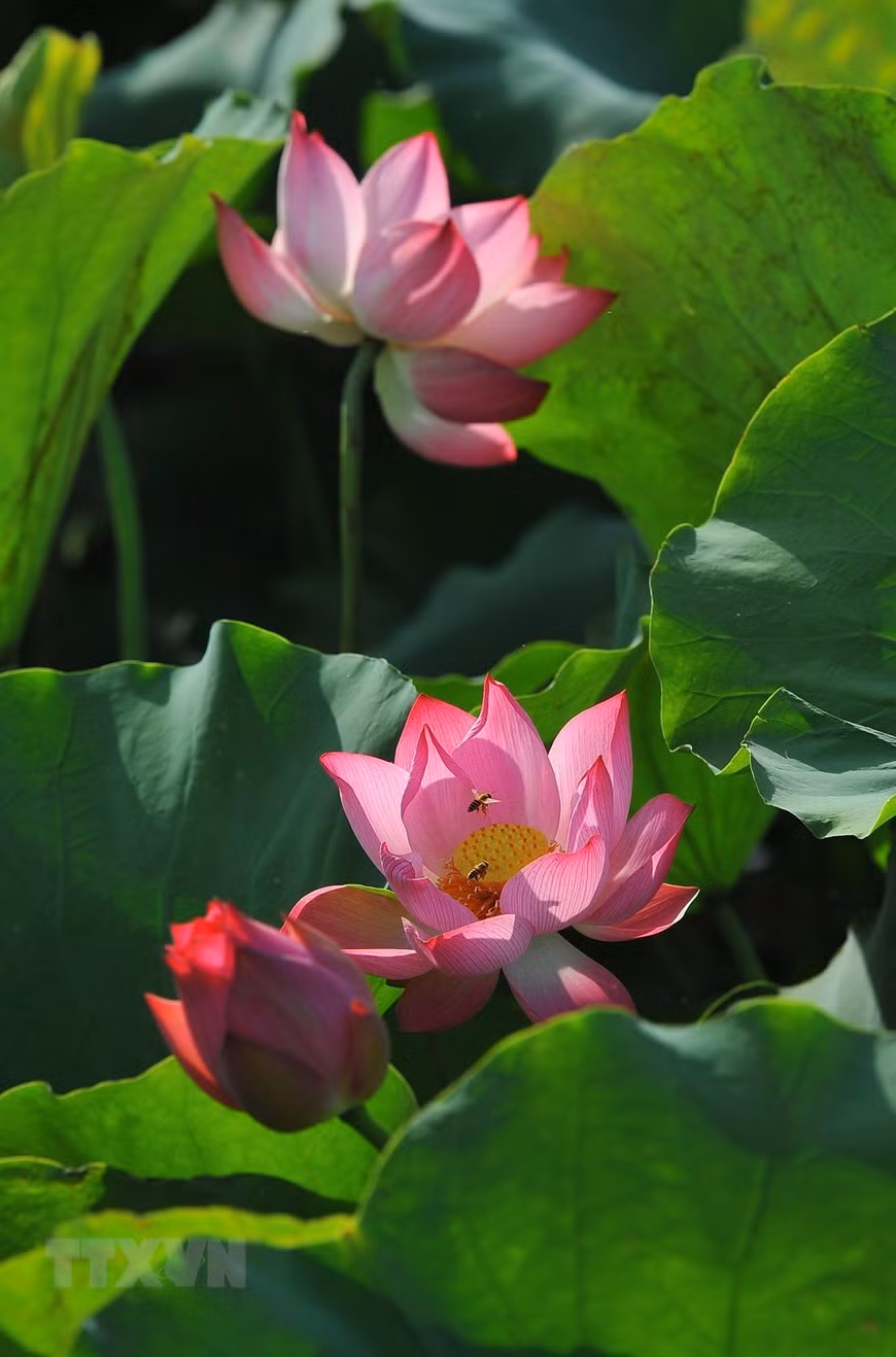Vẻ đẹp và hương sen bung nở trong nắng sớm. (Ảnh: Minh Đức/TTXVN) Vẻ đẹp và hương sen bung nở trong nắng sớm. (Ảnh: Minh Đức/TTXVN)
