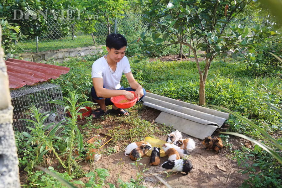 Ngoài những vật nuôi bản địa như lợn rừng, gà rừng, gà ri, Ngô Đình Tuấn còn nuôi những con vật mới 