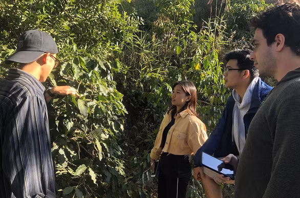 Du khách nước ngoài và Việt Nam thăm vườn cà phê đặc sản của ông Sơn - Ảnh: HỒNG VÂN
