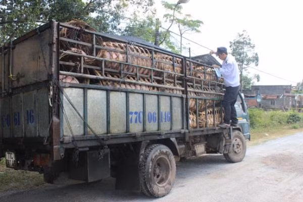  Lực lượng chức năng kiểm tra việc vận chuyển heo nhằm ngăn chặn dịch tả lợn Châu Phi. Ảnh: Vũ Thảo