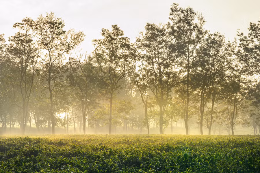 Hình ảnh thiên nhiên tuyệt đẹp tại vùng đất Tây Nguyên đầy nắng và gió. Hình ảnh thiên nhiên tuyệt đẹp tại vùng đất Tây Nguyên đầy nắng và gió.