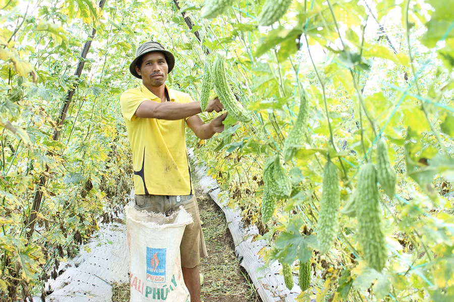 Ông Grinh (làng Bia Tih, xã A Dơk, huyện Đak Đoa) thu hoạch khổ qua. Ảnh: N.D Ông Grinh (làng Bia Tih, xã A Dơk, huyện Đak Đoa) thu hoạch khổ qua. Ảnh: N.D
