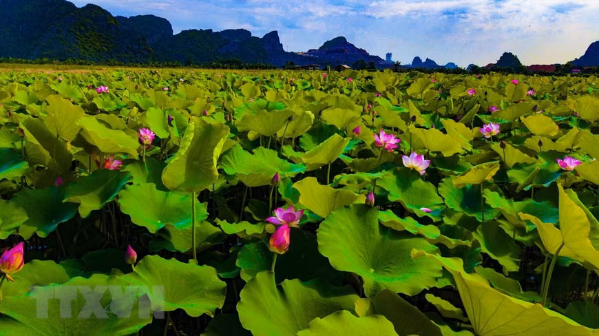 Những cánh đồng sen mênh mông, trải dài trên vùng đất cố đô Ninh Bình. (Ảnh: Minh Đức/TTXVN) Những cánh đồng sen mênh mông, trải dài trên vùng đất cố đô Ninh Bình. (Ảnh: Minh Đức/TTXVN)