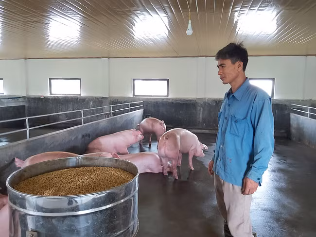 Anh Đinh Văn Mừng (thôn Đông, xã Đông Đô, Hưng Hà, Thái Bình) xây dựng trang trại mới với 180 con lợn. Ảnh: M.N Anh Đinh Văn Mừng (thôn Đông, xã Đông Đô, Hưng Hà, Thái Bình) xây dựng trang trại mới với 180 con lợn. Ảnh: M.N