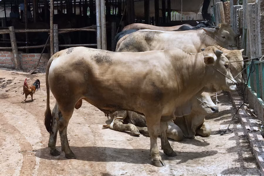 Giống bò siêu thịt được ông Sơn mới nhập về nuôi. Ảnh: Ngọc Sang